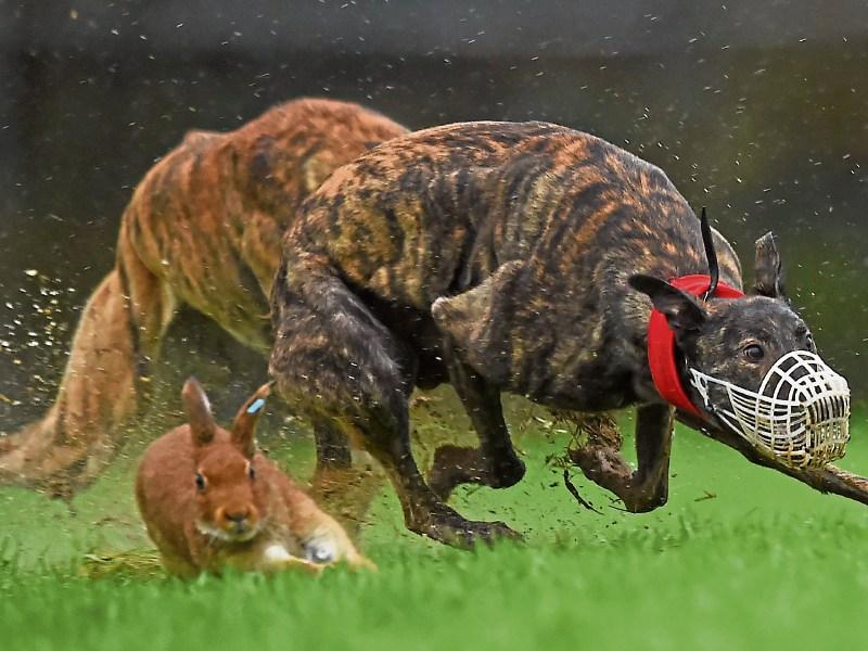 Borris-in-Ossory and Rushall Coursing Club 