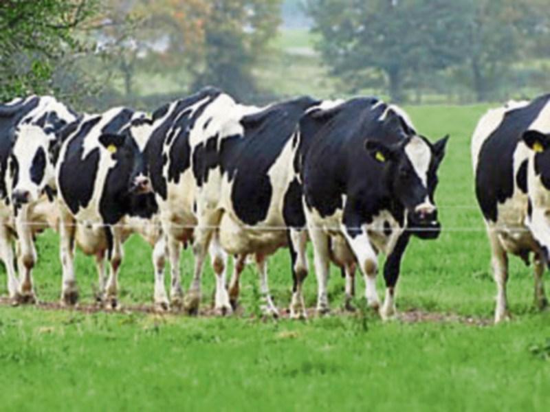 Contentious cheese factory to help 4,500 family farms claims Laois Offaly TD