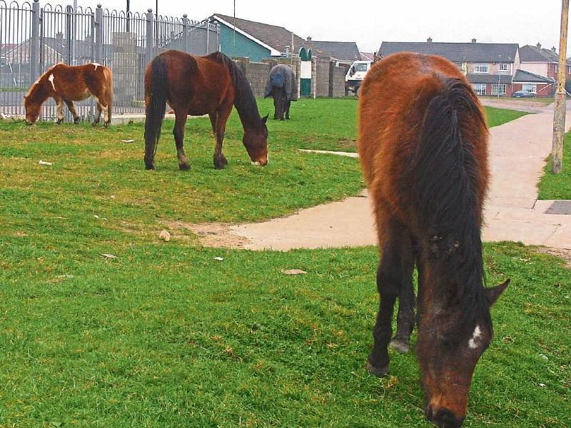 &euro;100k spent putting down 100 horses