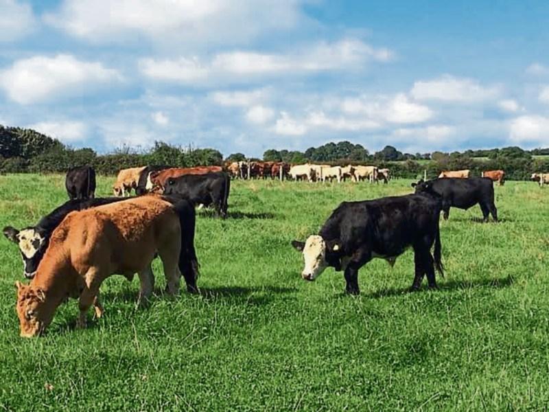 Laois famers and economy will loose out in negative review of farming 