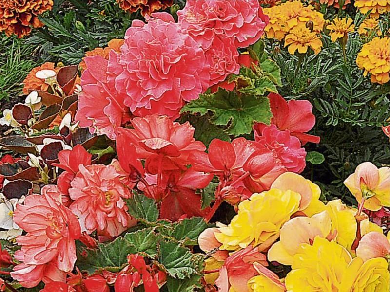 A blooming boost for Erkina House