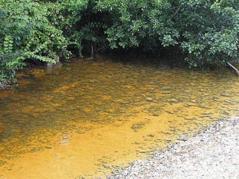 Irish Water found guilty of fish kill in Laois river