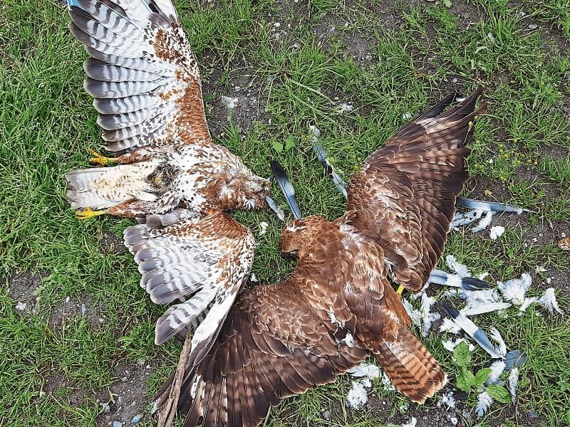 Poisoned birds of prey found in Emo