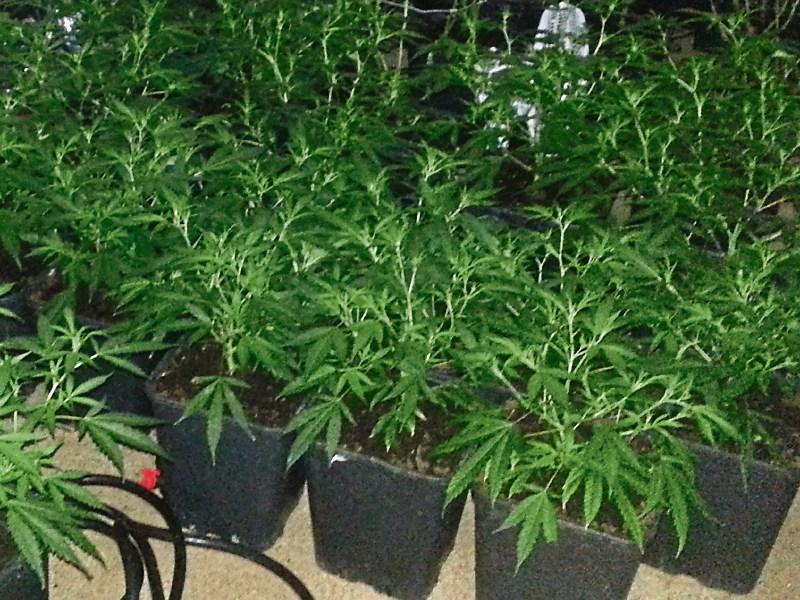 More growhouse and drug dealing detections