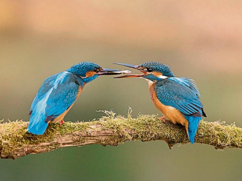 Mountmellick Camera Club to launch 2018 calendar with help of Laois Rose Maeve Dunne