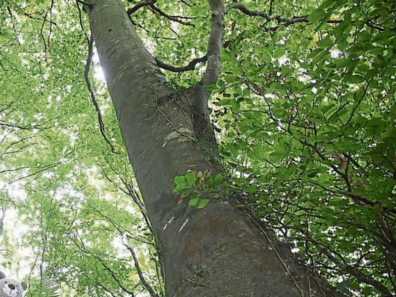 Can't see for the trees