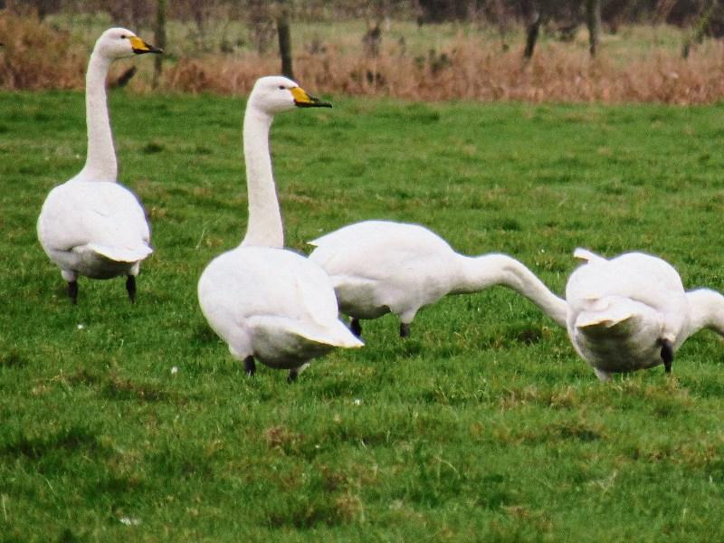 Find out about the best kept secret in south Laois