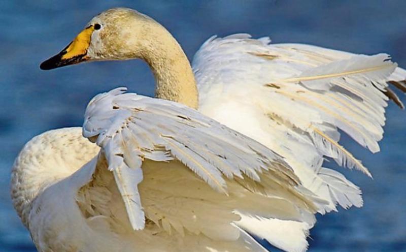 'Bird flu' found near Borrisokane, Co. Tipperary