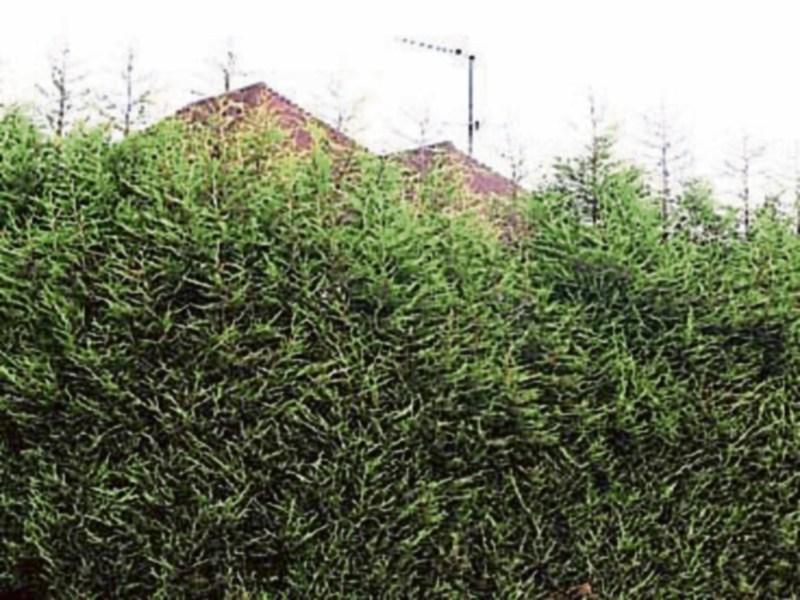 Overhanging bushes damaging vehicles on Laois road