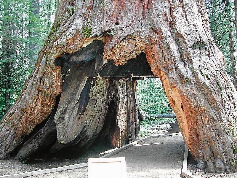 Giant redwoods in the heart of Emo