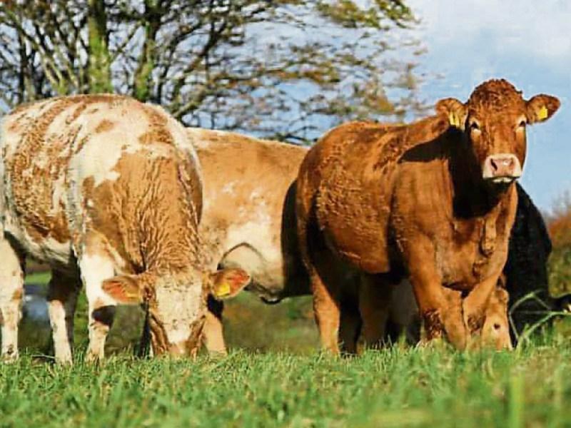 Beef talks conclude but no increase on prices