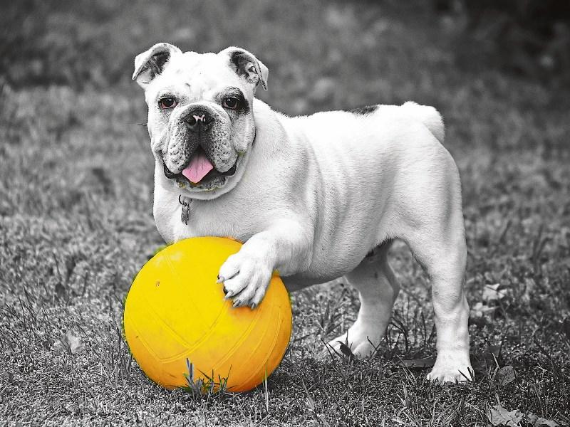 HALLOWEEN PET DOG 