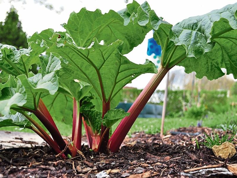 gardening