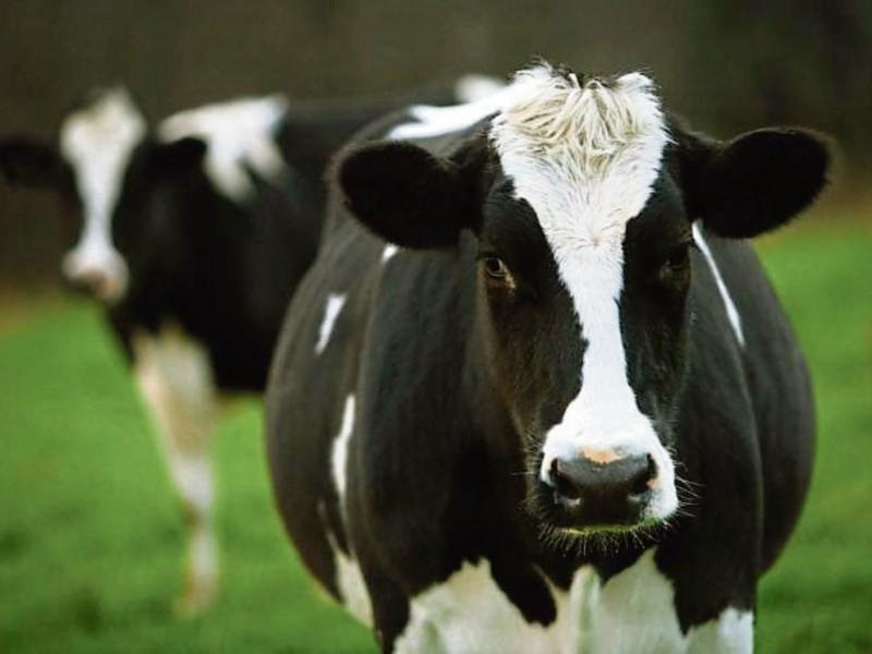 Lakeland Dairies