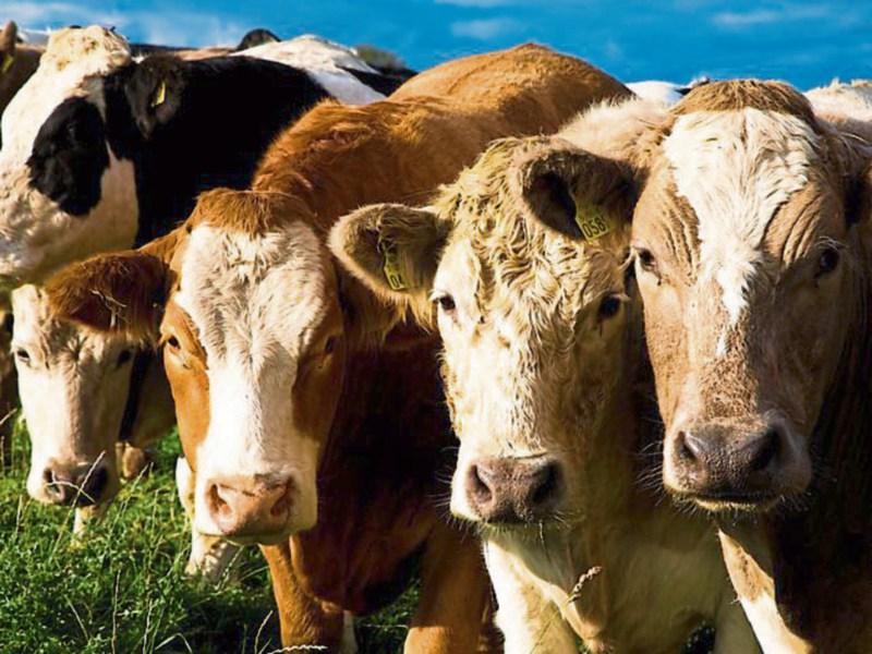 IFA farming