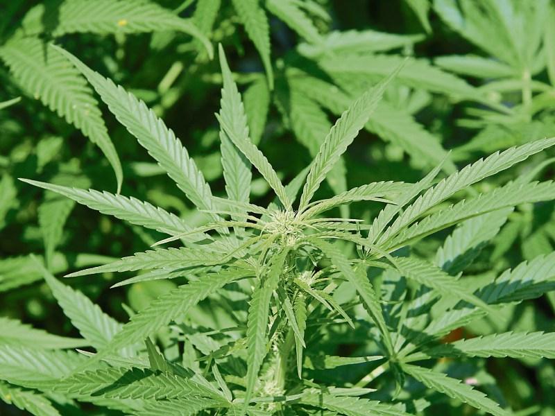 Cannabis Growhouse in Longford 