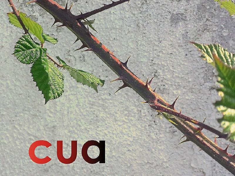 History and social conscience with cua at the Dunamaise