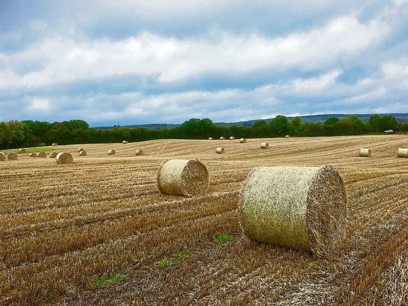 Laois Property: Two quality land parcels for auction