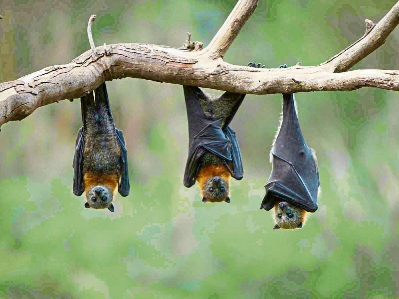 Facts to drive you batty in time for Halloween