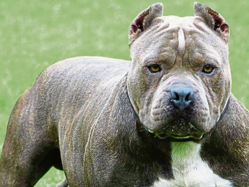 Pit Bull that attacked youth saved from destruction by court