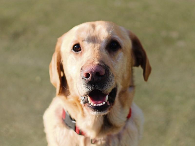 Faithful dog visits owners grave every day in Laois
