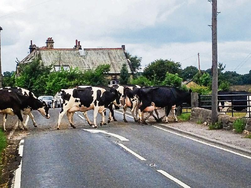 Cattle crossings are common on county roads