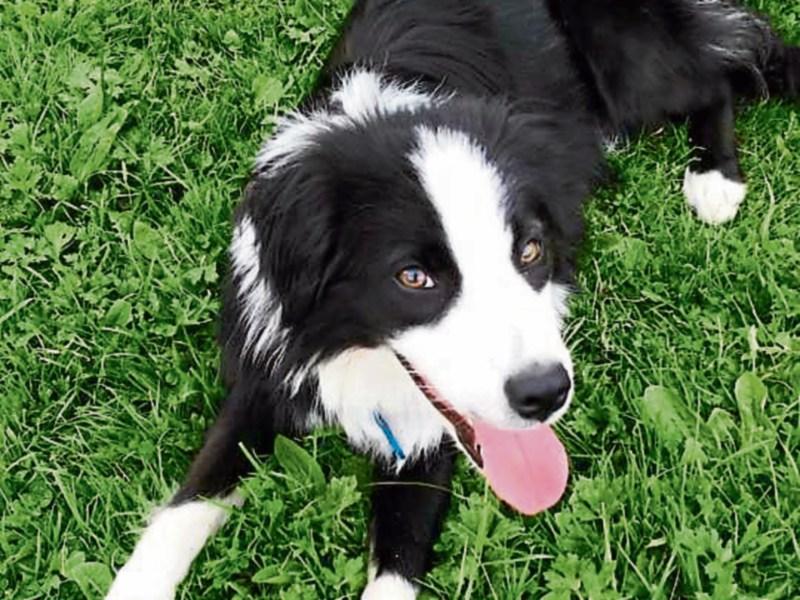 No dogs died in Laois dog pound, but costs overran by €112k