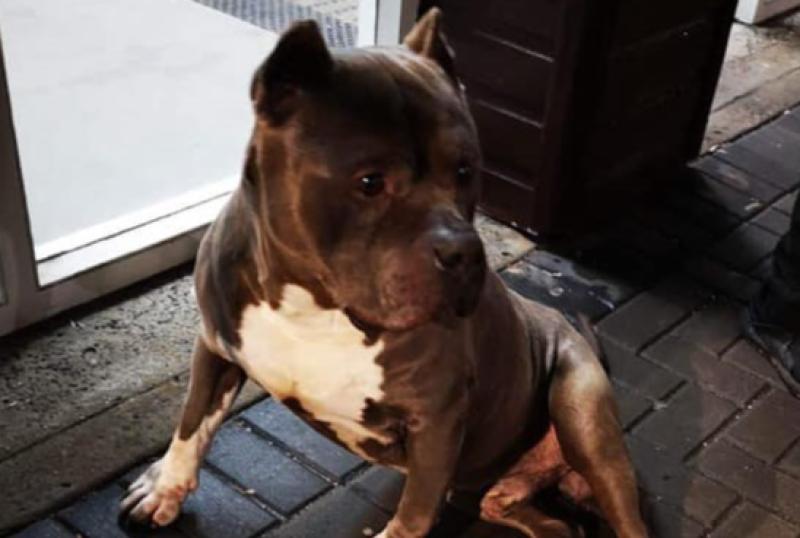 UPDATE: American pit bull dog found at Laois train station