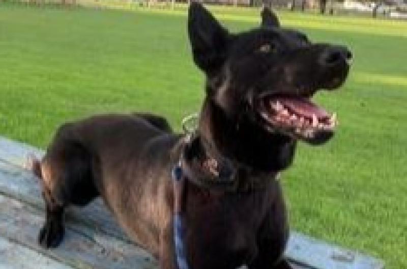 Family offer €1,000 reward for return of beloved dog