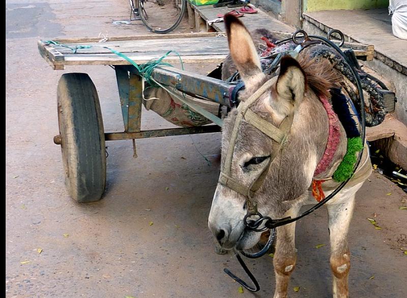 Tiny Laois road used by school traffic not fit for ‘ass and cart’