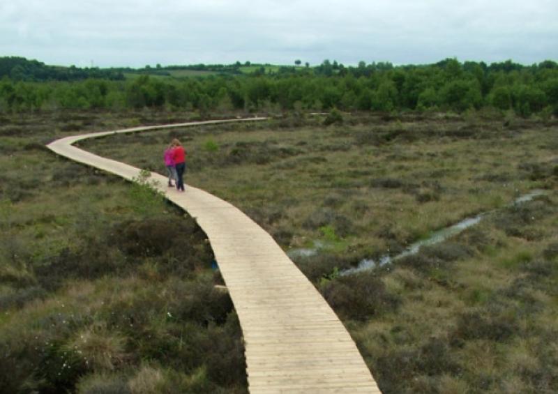 Abbeyleix Bog Walk