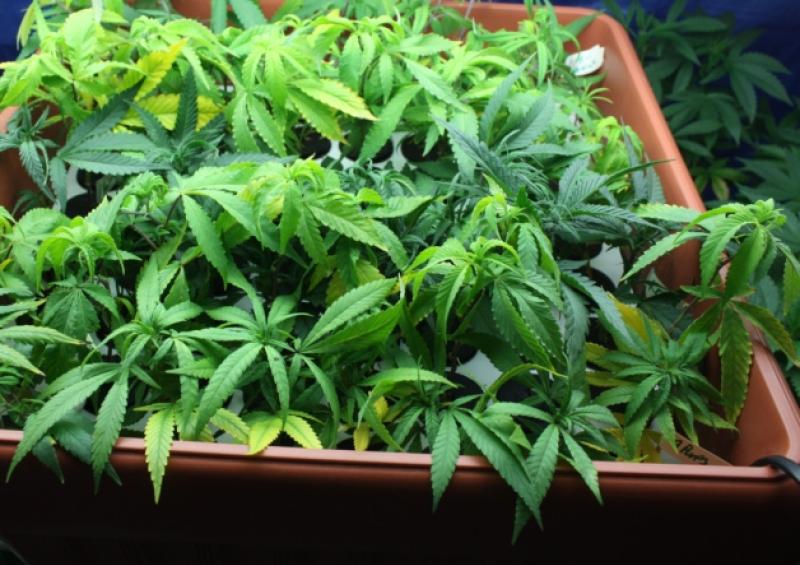 Court - 'Gardener' of Abbeyleix drugs growhouse has left Ireland