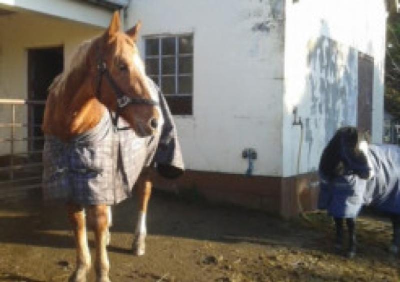 Six rugs stolen off horses backs in Laois as temperatures dip below zero