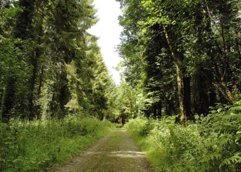 Covid pandemic memorial woodlands suggested by Laois County Council