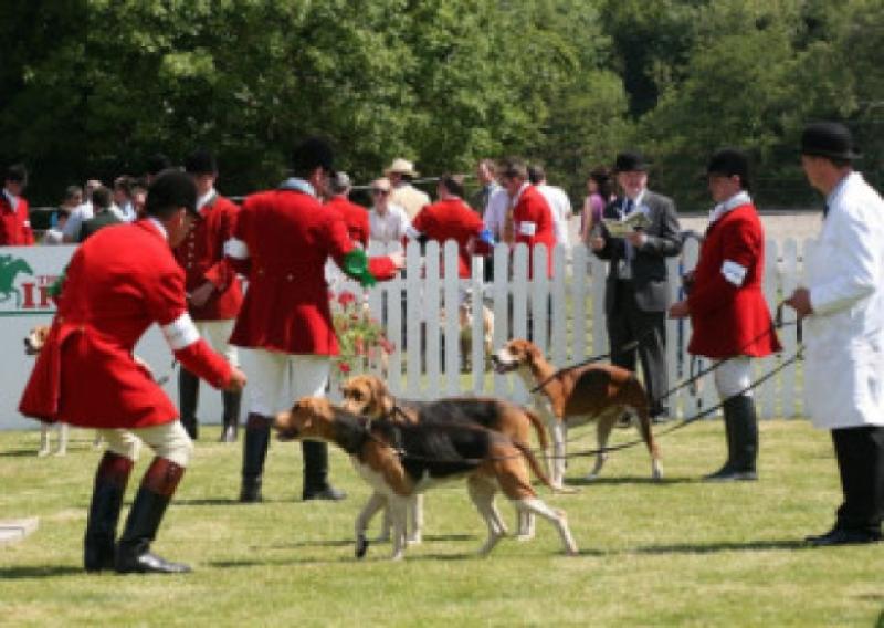 Judging the hounds  at  the Family Fair & Hound Show at Stradbally Hall on Sunday last                     Photo: Michael Scully .