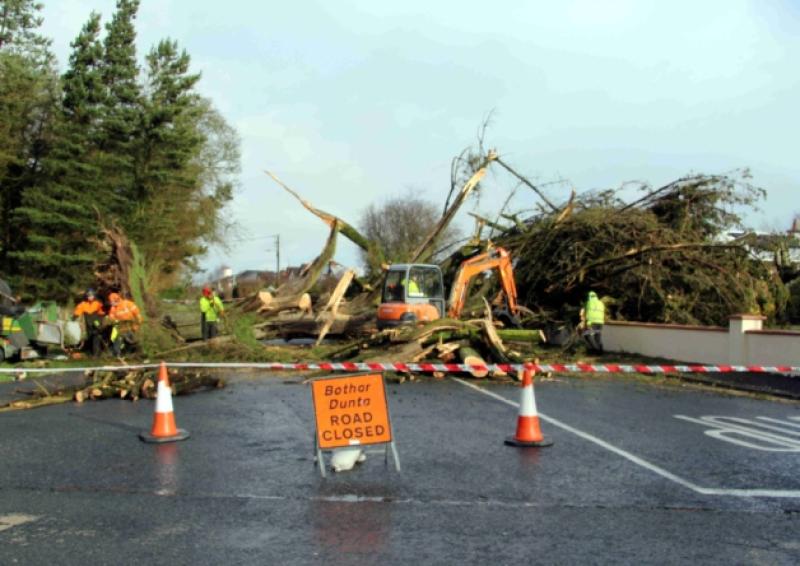 Tree at Block Road, Portlaoise block road.
