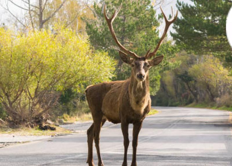 Call for army to be brought in to tackle deer problem 