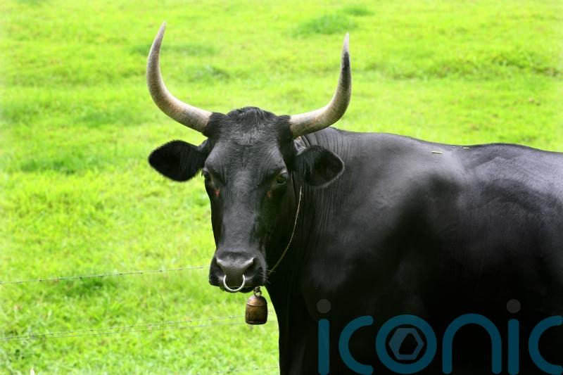 Escaped bull races through streets and into bank