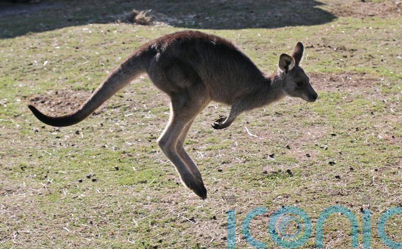 Man, 77, killed by kangaroo