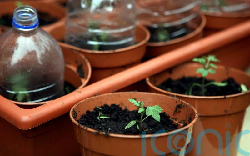 Plants make noises when stressed – scientists