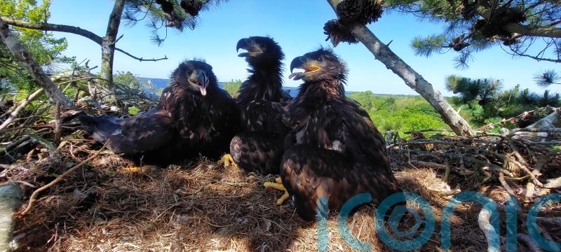 Conservationists welcome five new white-tailed eagle chicks in Clare