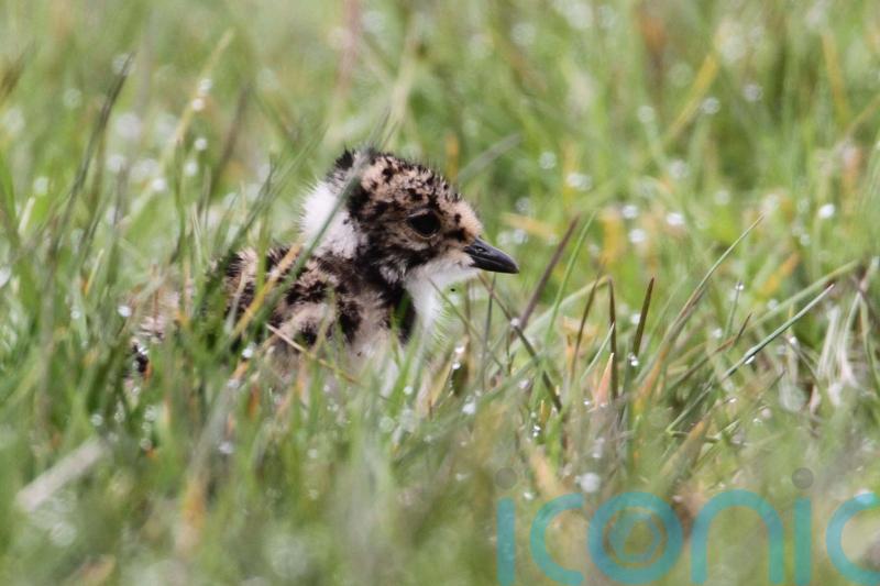 Endangered bird makes return to Irish bog thanks to conservation efforts