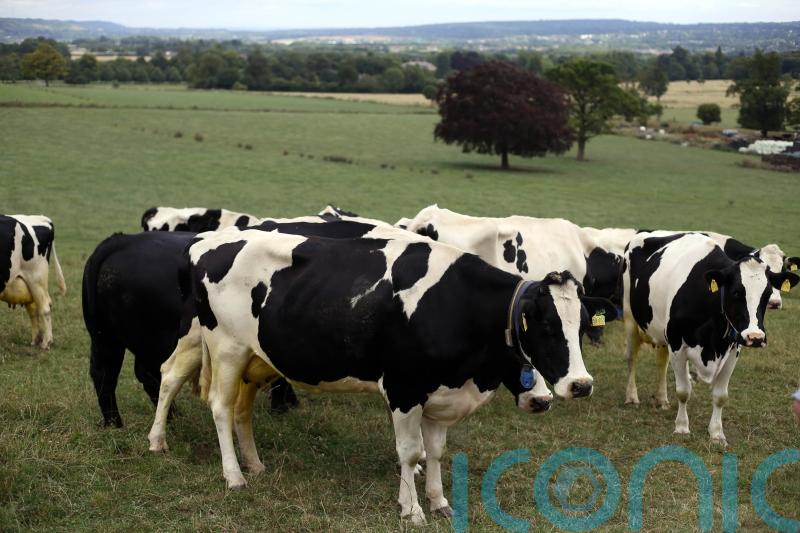 ‘Urgent action needed’ over supply of veterinary medicines to Northern Ireland