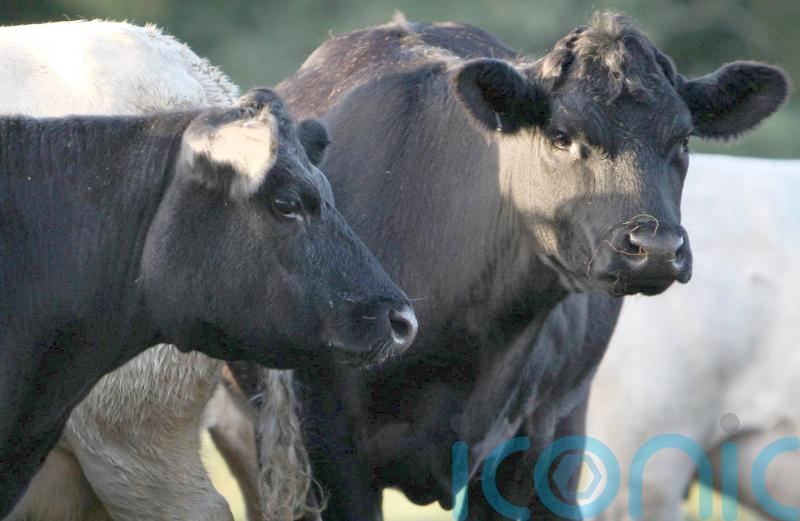 Suspected bluetongue case ‘could have serious consequences’ for agrifood sector