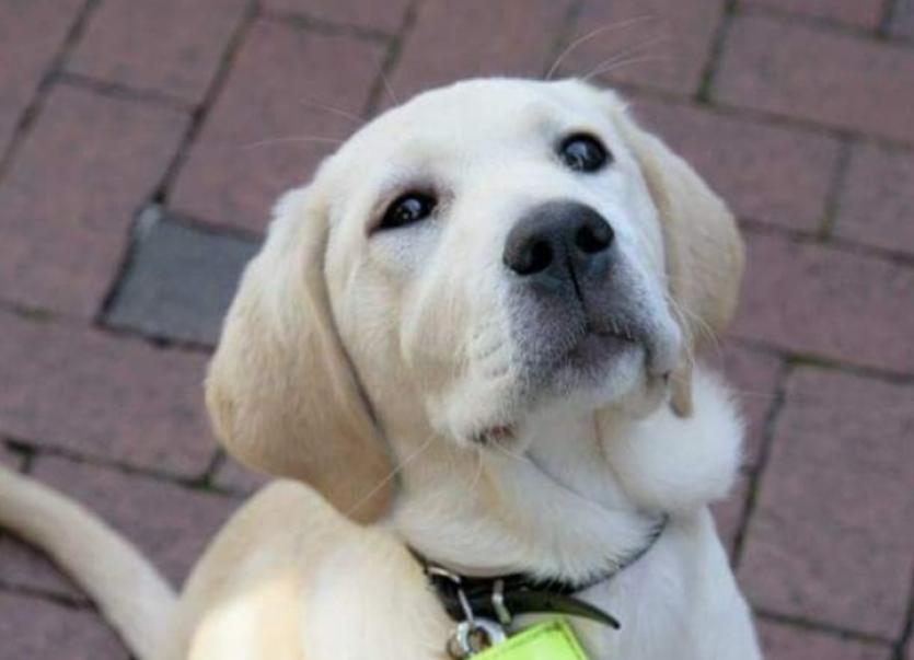 Laois homes needed for adorable Irish Guide Dogs puppies Leinster Express
